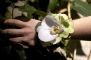 Corsages & Boutonnieres 