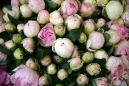 NYC Flower Market