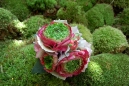 corsage_ranunculus_on_moss