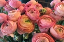 Ranunculus in coral peach