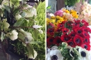 Hellebores (left) and Anenomes (right)