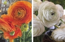 Ranunculus