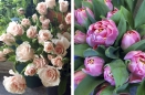 Fragrant Sweetheart Roses (left) and Peony Tulips (right)