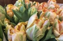 Parrot Tulips