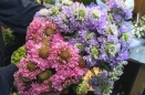 Scabiosa: This is a long-stemmed flower with an abundance of pin-like florets