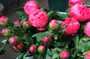 Peonies