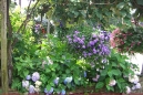front-garden