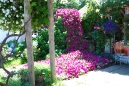 fuschia_petunia_fall_01