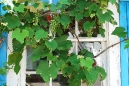 grapevines_02