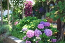 hydrangeas