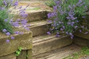 lavender-steps