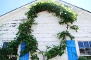 mature_grapevines