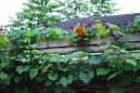 roof-window-box
