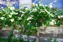 the_vineyard