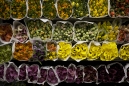 flower_selection
