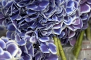 hydrangea