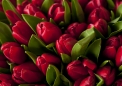 red_tulips