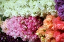 sweet_peas