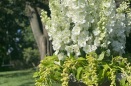 1ca-IMG_3991