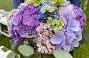 ivy-IMG_8765